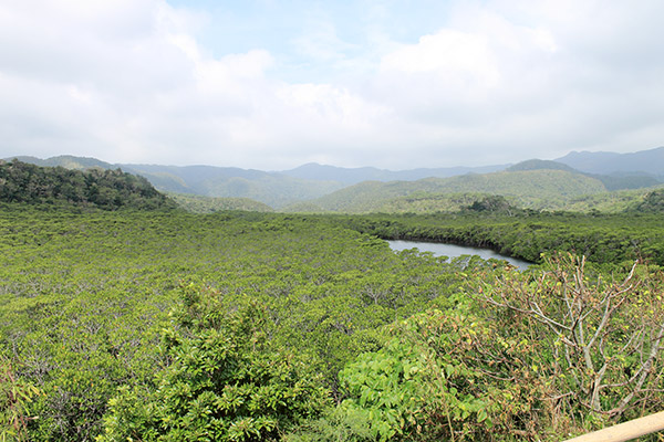 mangrobu