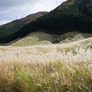 【秋の箱根旅1】仙石原の黄金のススキと秋の箱根を楽しむ