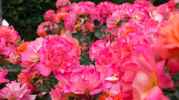 薔薇の季節！東京近郊の美しいバラ園はこちら！