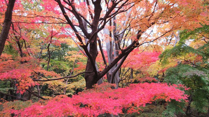 皇居周辺の紅葉と、行列のできる赤坂の天丼
