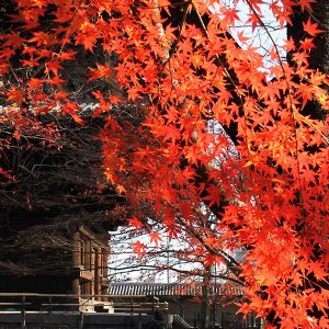 京都の人々に親しまれている、ものすごい賑わいの「弘法さん」【東寺】