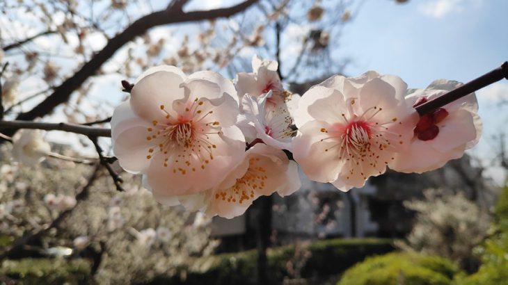 春を探して～羽根木公園の650本の梅の花と、可愛い小鳥たち