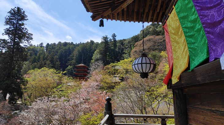 ご本尊の観音様に直接触れる長谷寺の特別拝観と、本堂からの絶景そして枝垂桜